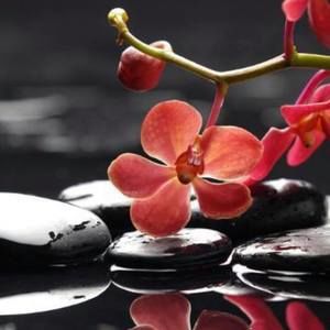 Meet your Posher, Jacqueline